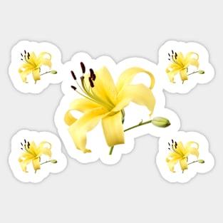 Lilium Lily Sticker